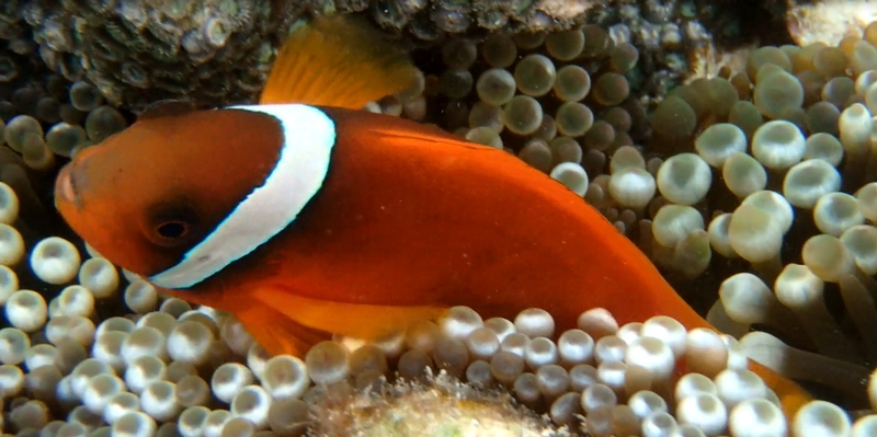 �ь����������߂�b�����t�@���f�[�V�����I�y�N�[���t�@���f�[�V�����z
���T�C�g